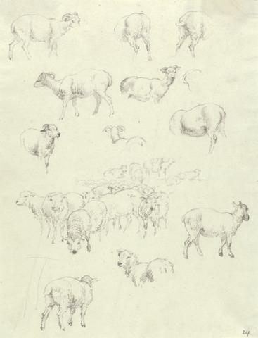 Robert Hills Flock of Sheep