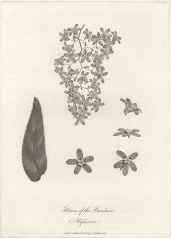 James Heath Flower of the Banskia Abissinica 1789