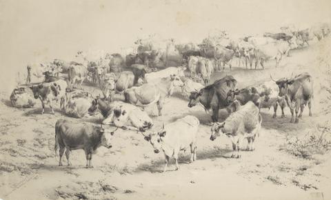  Cattle at Barnet Fair
