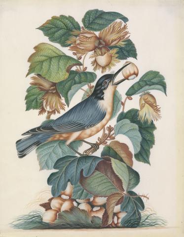 Bolton, James, active 1775-1795, artist. Beautiful Nuthatch (Sitta formosa), with hazel (Corylus avellana L.), oak (Quercus L.) and bramble (cf. Rubus), from the natural history cabinet of Anna Blackburne.
