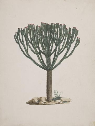 Luigi Balugani Euphorbia abyssinica J.F. Gmel. (Ethiopian Tree-Spurge): finished drawing of the tree's habit