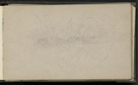 unknown artist Faint sketch of a blossom, leaves
