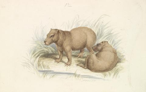 Charles Hamilton Smith The Capybara