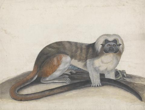 Thomas Bewick Study for "The Pinche or Red Tailed Monkey" (formerly the Cottenhead Marmoset)
