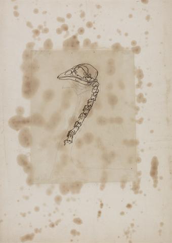 George Stubbs Fowl Head and Neck, Lateral View