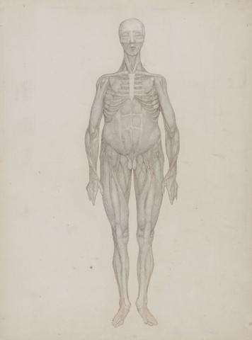 George Stubbs Human Figure, Anterior View (Intended for a Plate That was Never Published)