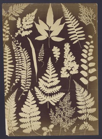  Photogram of ferns.