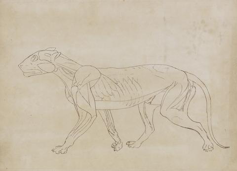 George Stubbs Tiger Body, Lateral View (Outline drawing for a key figure)