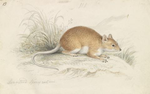 Charles Hamilton Smith Long-Tailed Spiny Rat