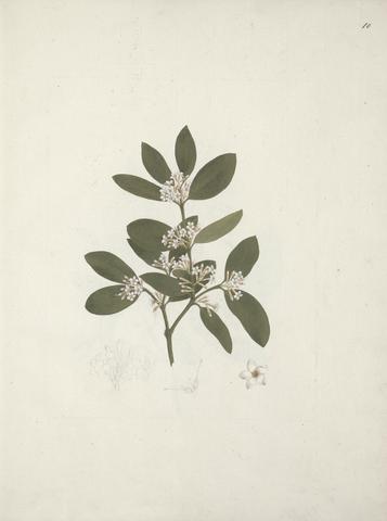 Luigi Balugani Acokanthera schimperi (DC) Schweinfurth: finished drawing of flowering shoot