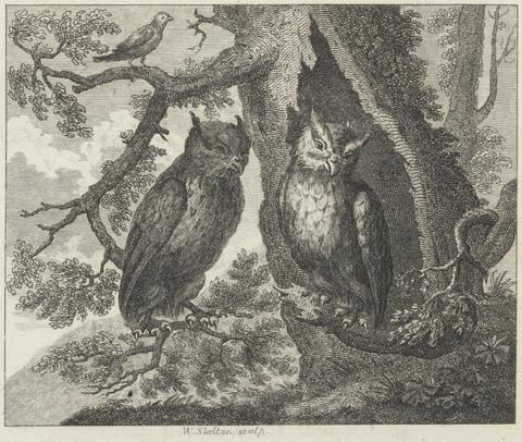 William Skelton Fable XXXII. The Two Owls and the Sparrow