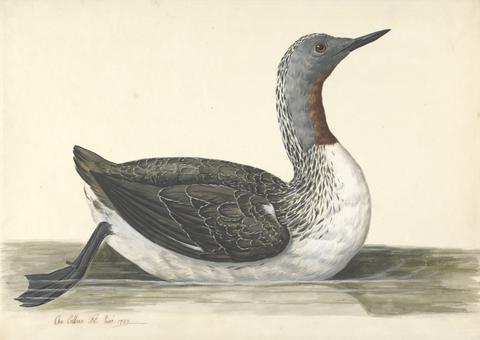 Charles Collins A Red Throated Diver, June 1742