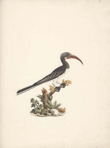 Luigi Balugani Tockus hemprichii (Hemprich's Hornbill) or Tockus abloterminatus (Crowned Hornbill)