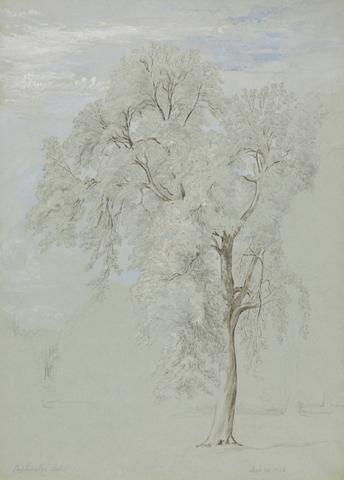 Edward Swinburne Ash Tree