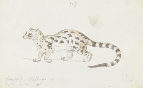 Charles Hamilton Smith Small Indian Civet