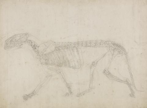 George Stubbs Tiger Skeleton, Lateral View (Probably the master study of the skeleton)