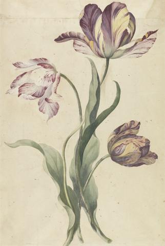 unknown artist Tulips