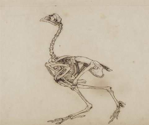 George Stubbs Dorking Hen Skeleton, Lateral View (Probably prepared for an unpublished key figure)