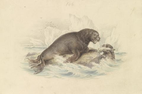 James Stewart South American Sea Lion
