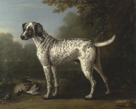 John Wootton A Grey Spotted Hound