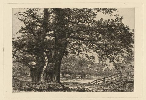 Oaks in Sherwood Forest