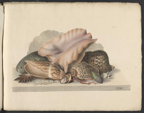 Groups of shells, drawn on stone from nature, by E.A. Crouch.