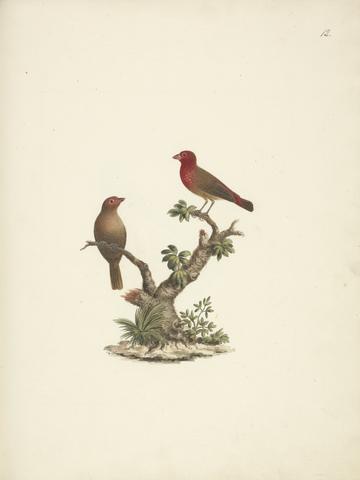Luigi Balugani Lagonosticta senegala (Red-billed Firefinch)