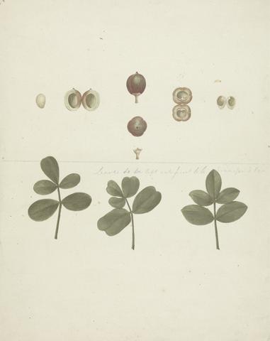 James Bruce Commiphora gileadensis (L.) C. Chr. (Balm of Gilead, Opobalsam): finished drawing of fruit, dissected fruits, and leaves
