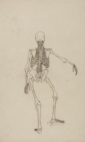 George Stubbs Human Skeleton, Posterior View
