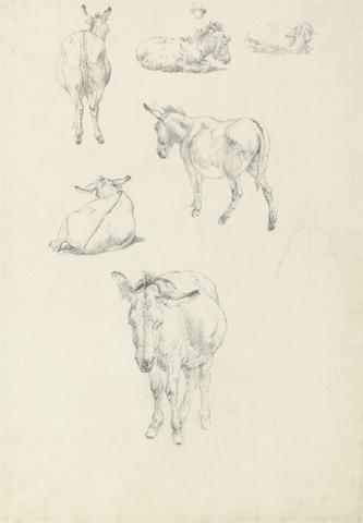 Robert Hills A Donkey, Six Studies: Lying, Walking, Standing, Sitting