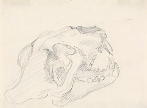 Sawrey Gilpin Study of a Skull (cat family? - fragment of an indistinguishable sketch)