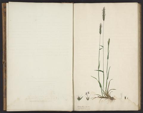 Wickham, Harriet, 1766-1847. A collection of English grasses.