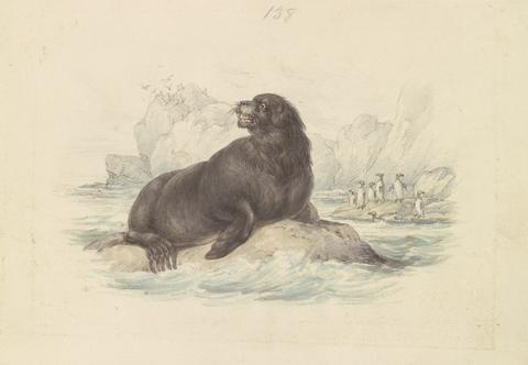 James Stewart South American Sea Lion