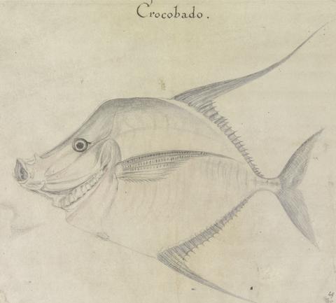 Mrs. P. D. H. Page Lookdown or Moonfish after Original by John White in the British Museum [Caribbean and Oceanic, No. 21]