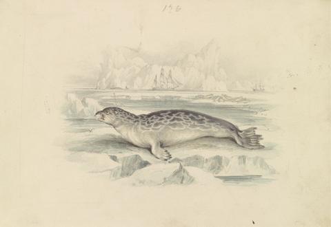 James Stewart The Ringed Seal