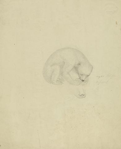 James Sowerby A Bear