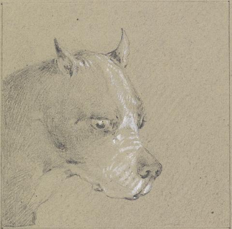 Henry Thomas Alken Head and Shoulders of a Boxer Dog, Profile Right