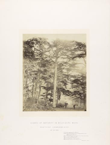 William Bambridge Cedars at Maturity in Belvidere Wood, age 104 years