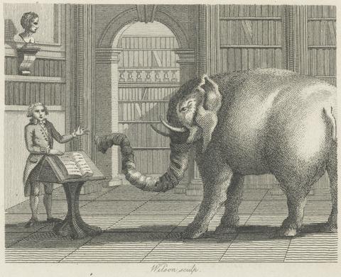 Wilson Fable X. The Elephant and the Bookseller