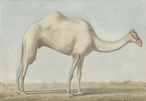Willey Reveley Views in the Levant: A Camel