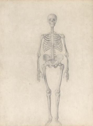 George Stubbs Human Skeleton, Anterior View (Finished Study for Table I)