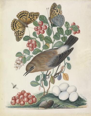Bolton, James, active 1775-1795, artist. Northern Wheatear (Oenanthe oenanthe) female, and eggs, with Cowberry (Vaccinium vitis-idaea L.) and Silver-washed Fritillary (Argynnis Paphia), both closed and open, with Long-legged Fly from the natural history cabinet of Anna Blackburne.