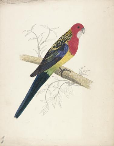 unknown artist Red-capped Parakeet (female)