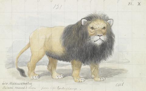 Charles Hamilton Smith Cape Lion