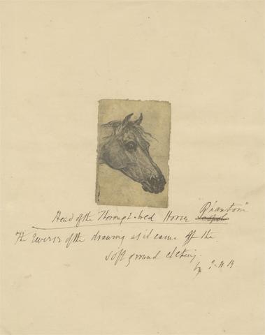 unknown artist Head of the Thorough-bred Horse "Phantom"