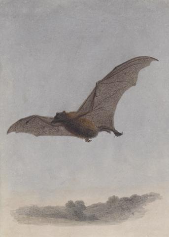 Samuel Howitt Study of a Vampire Bat