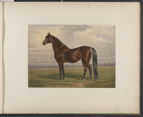 Celebrated horses of America / from paintings by Scott Leighton, Henry Stull, and others.