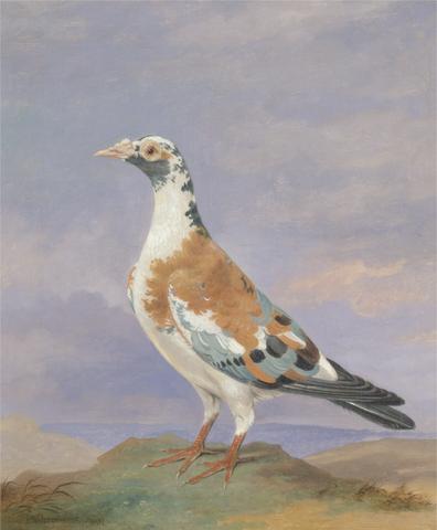 Dean Wolstenholme Studies of carrier pigeon