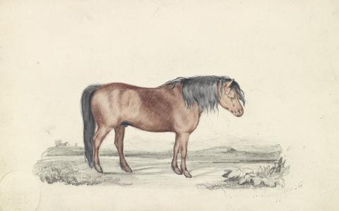 James Stewart Shetland Pony