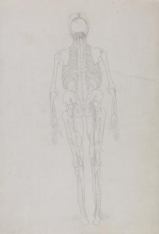 George Stubbs Human Figure, Posterior View (Outline drawing for a key figure showing the final stage of dissection)